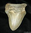 Colorful Inch Megalodon Tooth #1053-1
